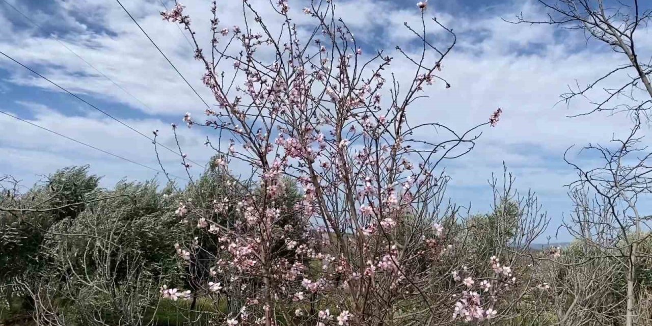 Yalancı bahar aldattı, badem ağaçları çiçek açtı