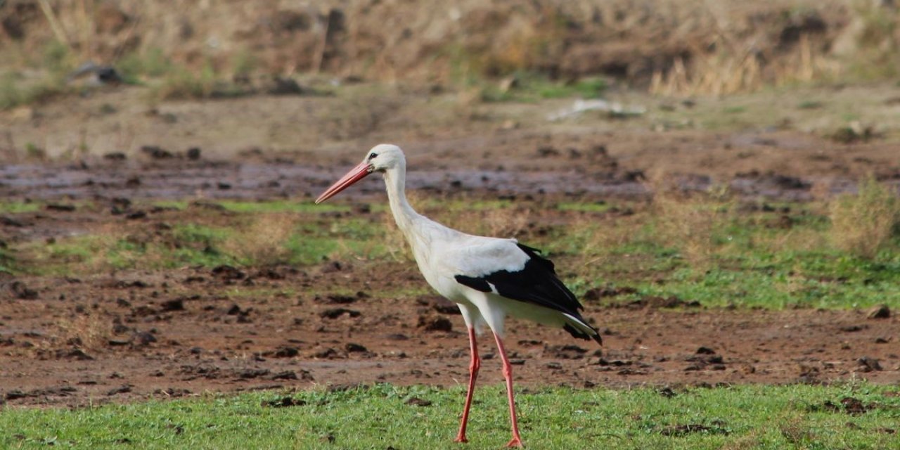 Aydın’da ilk leyleği gördü, bir çuval unu kaptı