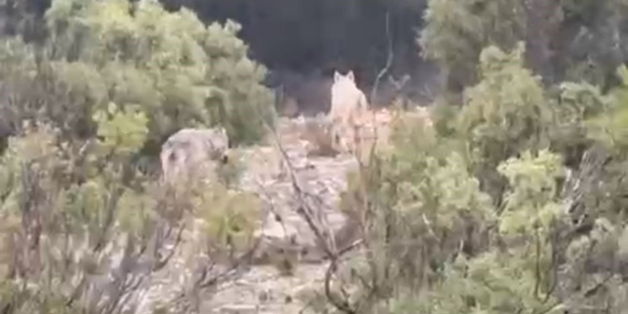 Menteşe’de kurtlar cep telefonu kamerasına yansıdı