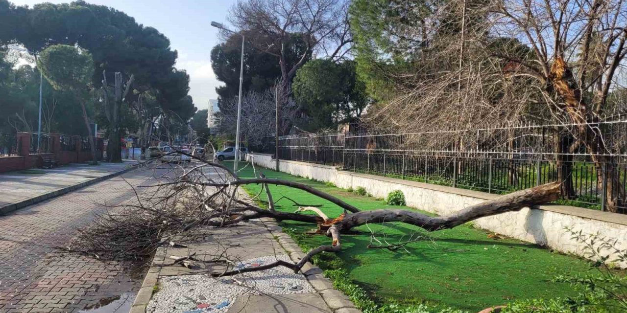 Çürüyen ağaç yola devrildi, facia ucuz atlatıldı