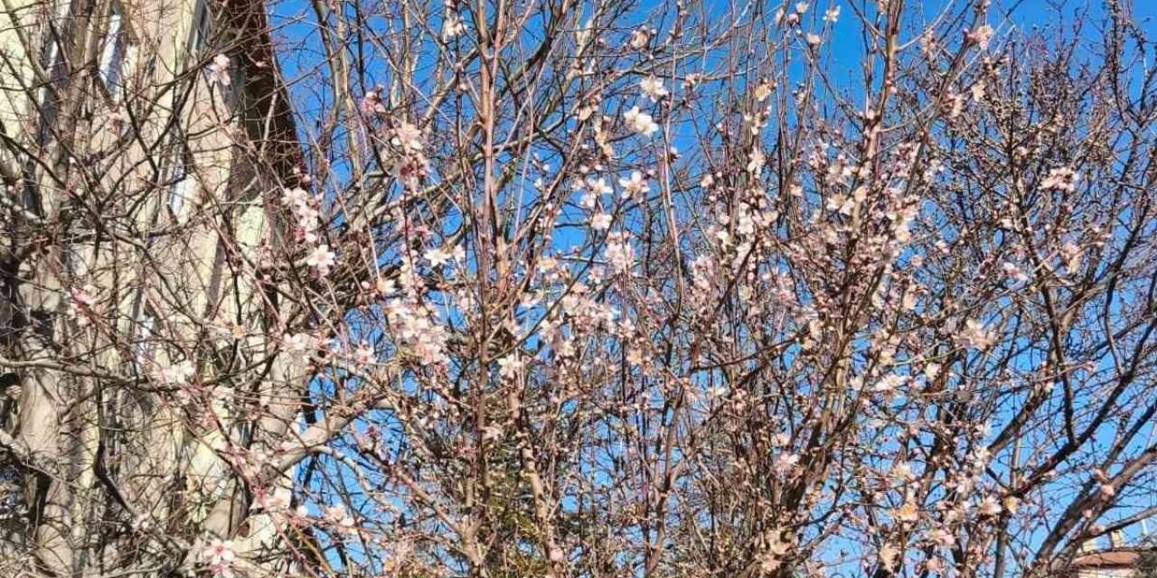 Yalancı bahara aldanan ağaçlar şubat ortasında çiçek açtı