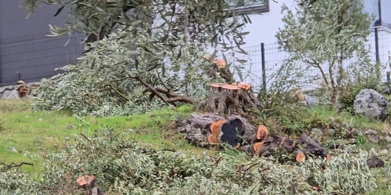 Zeytin ağaçlarını kesen ve görevinden istifa eden CHP’li başkana 36 bin 762 lira para cezası