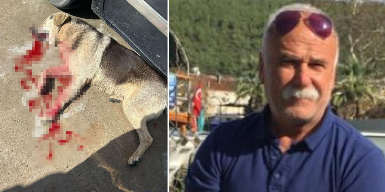 Köpekleri öldüren işletmeci tutuklandı