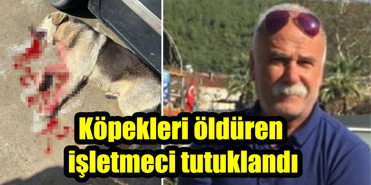 Köpekleri öldüren işletmeci tutuklandı