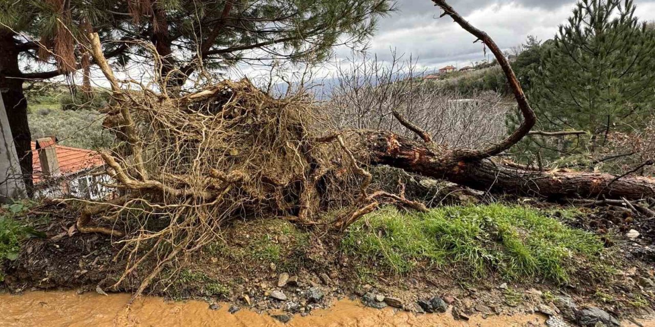 Karacasu’da aşırı yağışlar sonrası toprak kaydı, ağaçlar devrildi