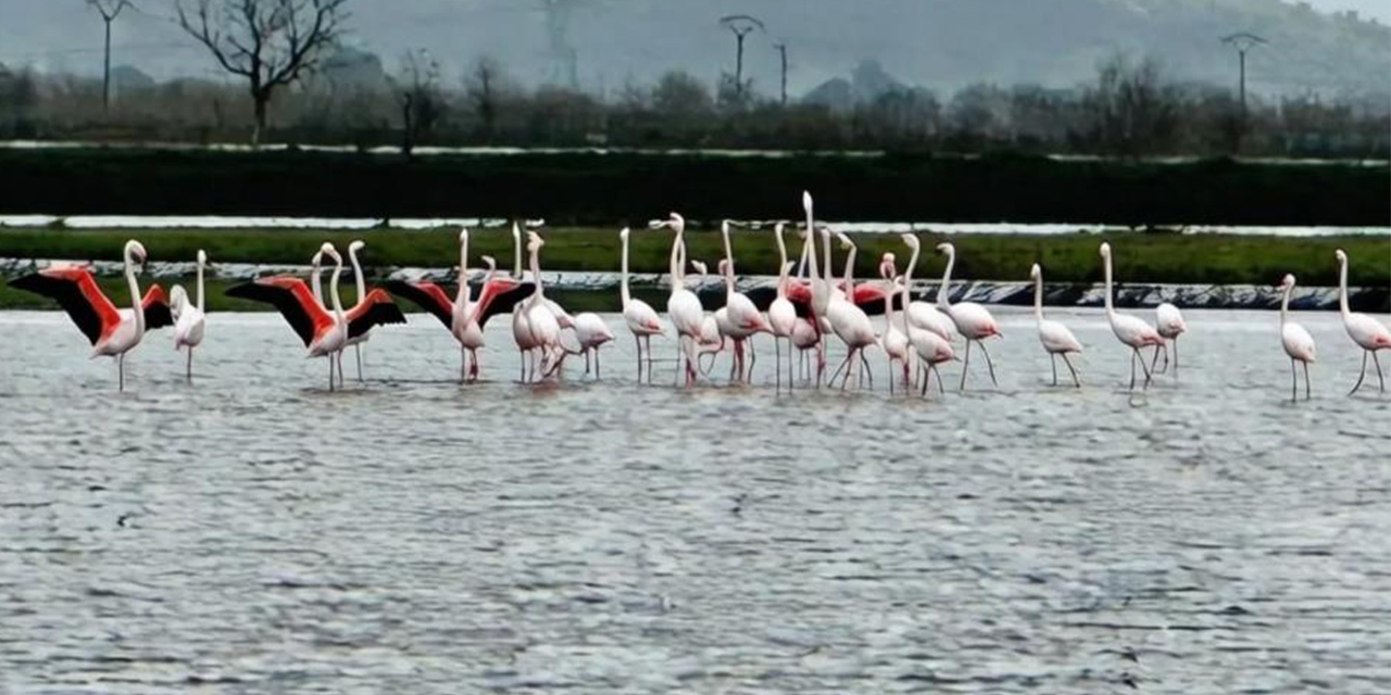 Tarlaları su bastı, flamingolar keyfini sürdü