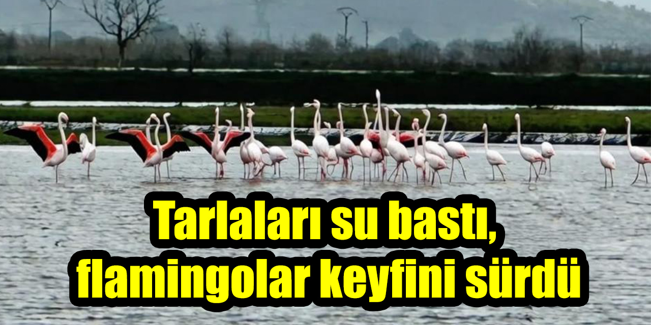 Tarlaları su bastı, flamingolar keyfini sürdü