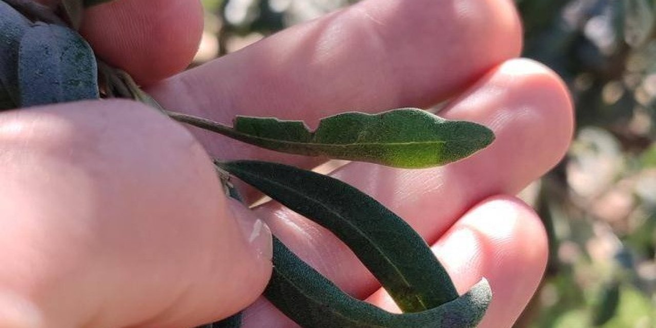 Salihli’de zeytin üreticilerine halkalı leke uyarısı