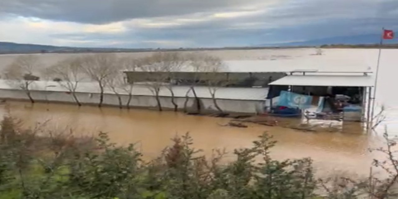 Sel sularının ortasındaki depoda mahsur kalan köpekler yürek burktu
