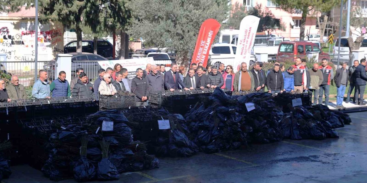 50 bin adet üzümsü fidan dağıtıldı