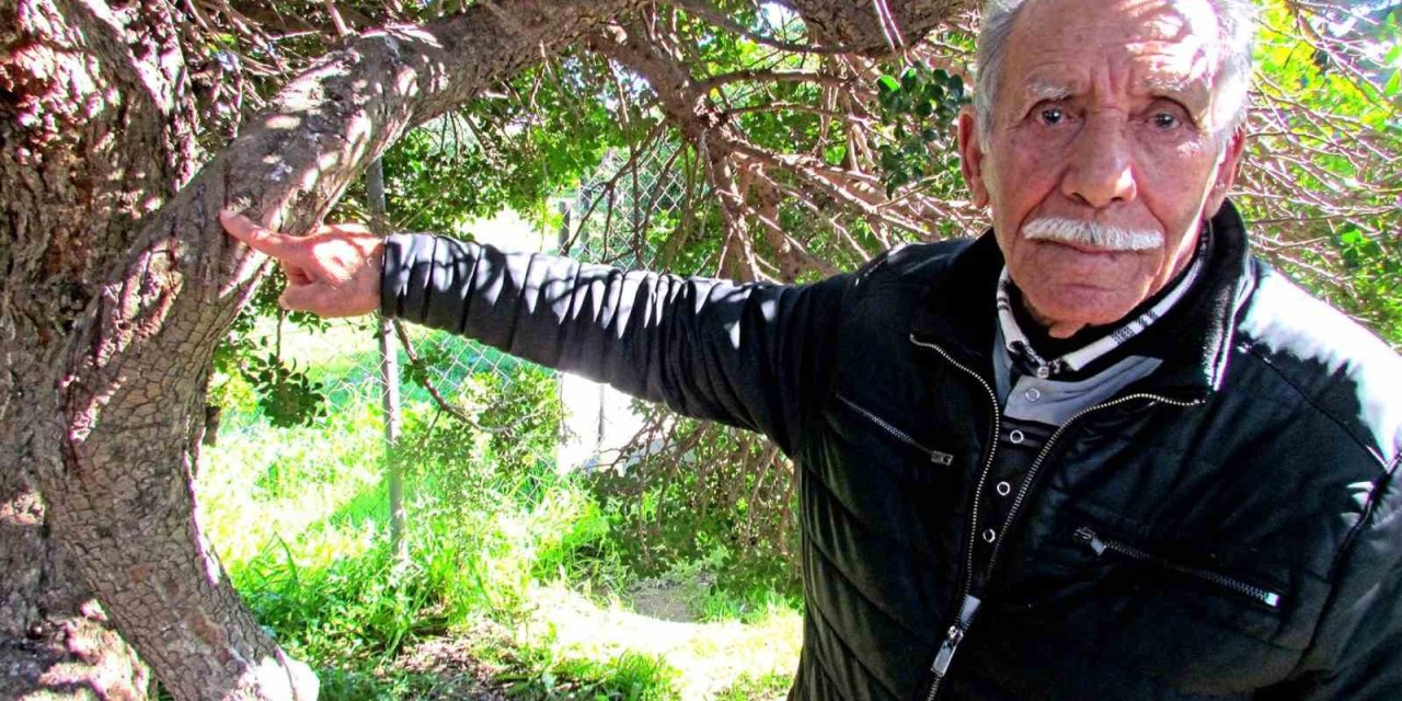 Alaçatı’da, sakızın 70 yıllık geçmişini anlattılar