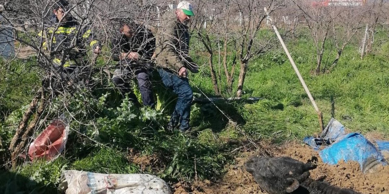 Denizli’de foseptik çukuruna düşen inek itfaiye ekiplerince kurtarıldı