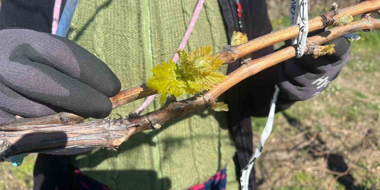 Bağlarda erken uyanış korkutuyor