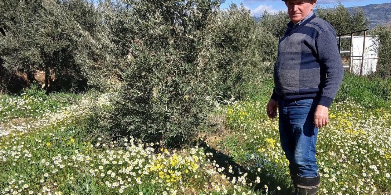 Sarıgöl’de şubat ayında yalancı bahar yaşanıyor