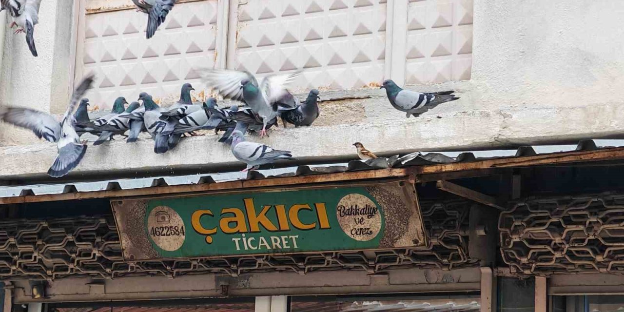 Balkonunu kuşlara sofra yaptı: Demircili esnaftan örnek davranış