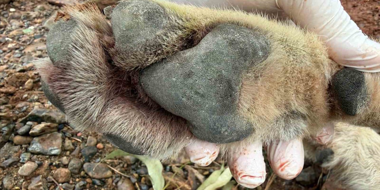 Fethiye’de aracın çarptığı kurt bilim projesine ışık tutacak