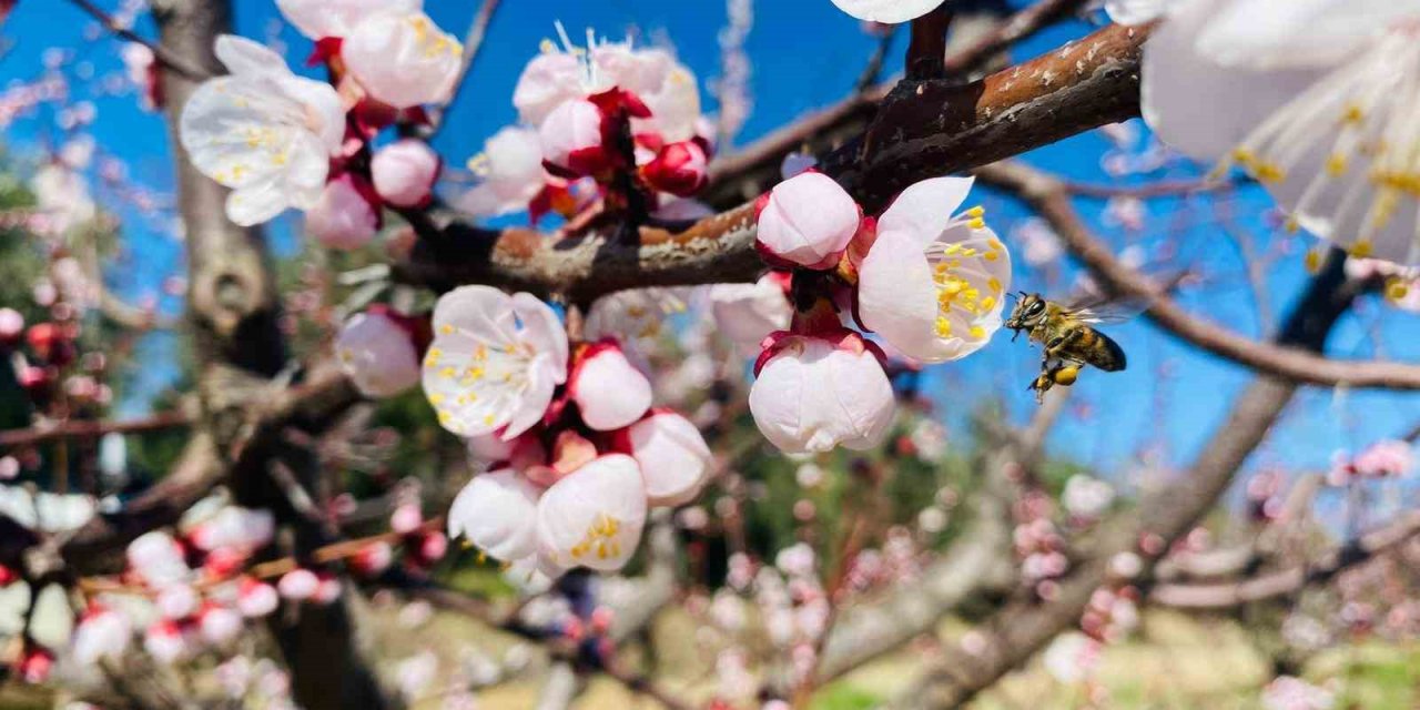 Salihli’de sert çekirdekli meyveler için ‘Monilya’ uyarısı