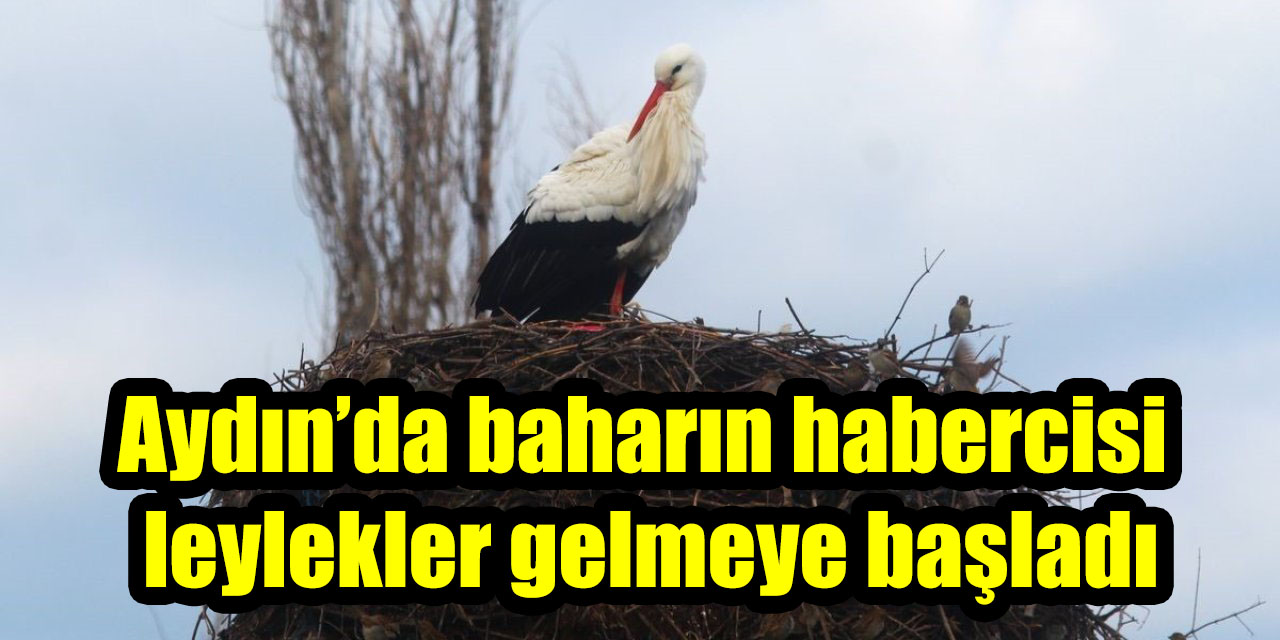 Aydın’da baharın habercisi leylekler gelmeye başladı