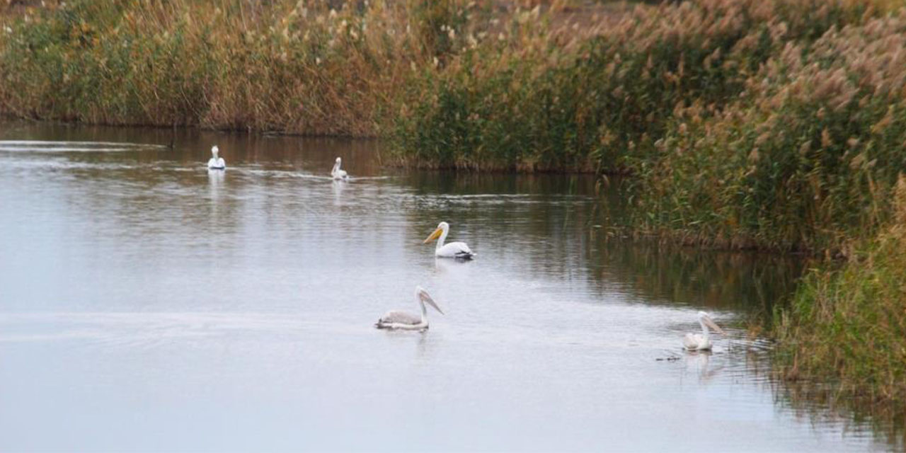 "Söke Ovası antik dönemdeki deniz görünümüne döndü"