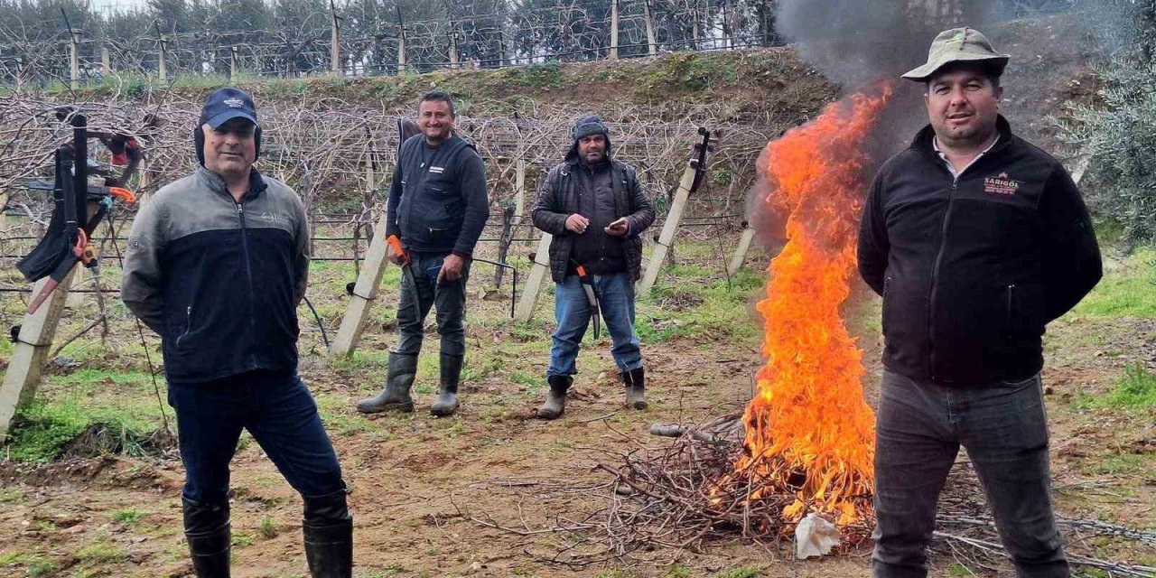 Üzüm bağlarında zorlu budak mesaisi