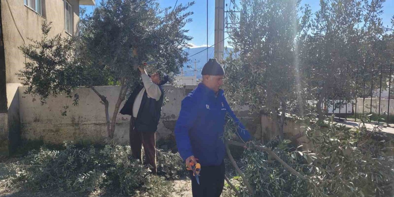 Buharkent’te kursiyerler zeytin ağaçları başında ter döktü