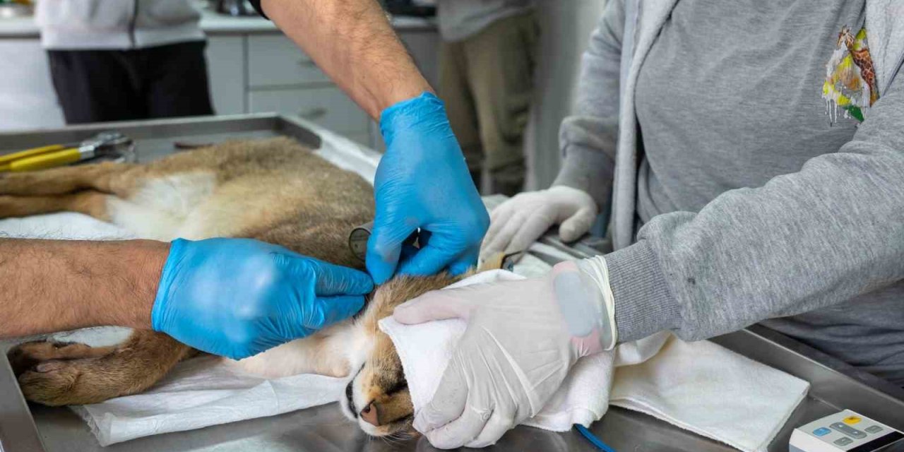 Ağır yaralı bulunan saz kedisi, sağlıklı şekilde doğaya salındı