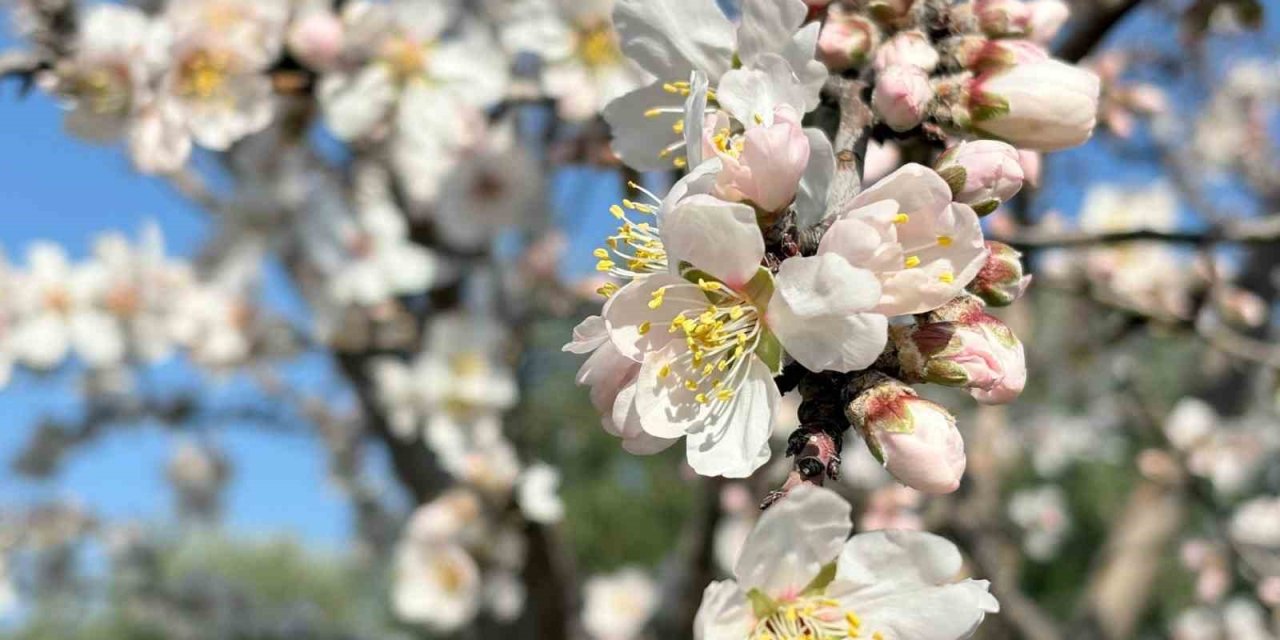 Erken çiçek açan badem ağaçları üreticiyi tedirgin etti