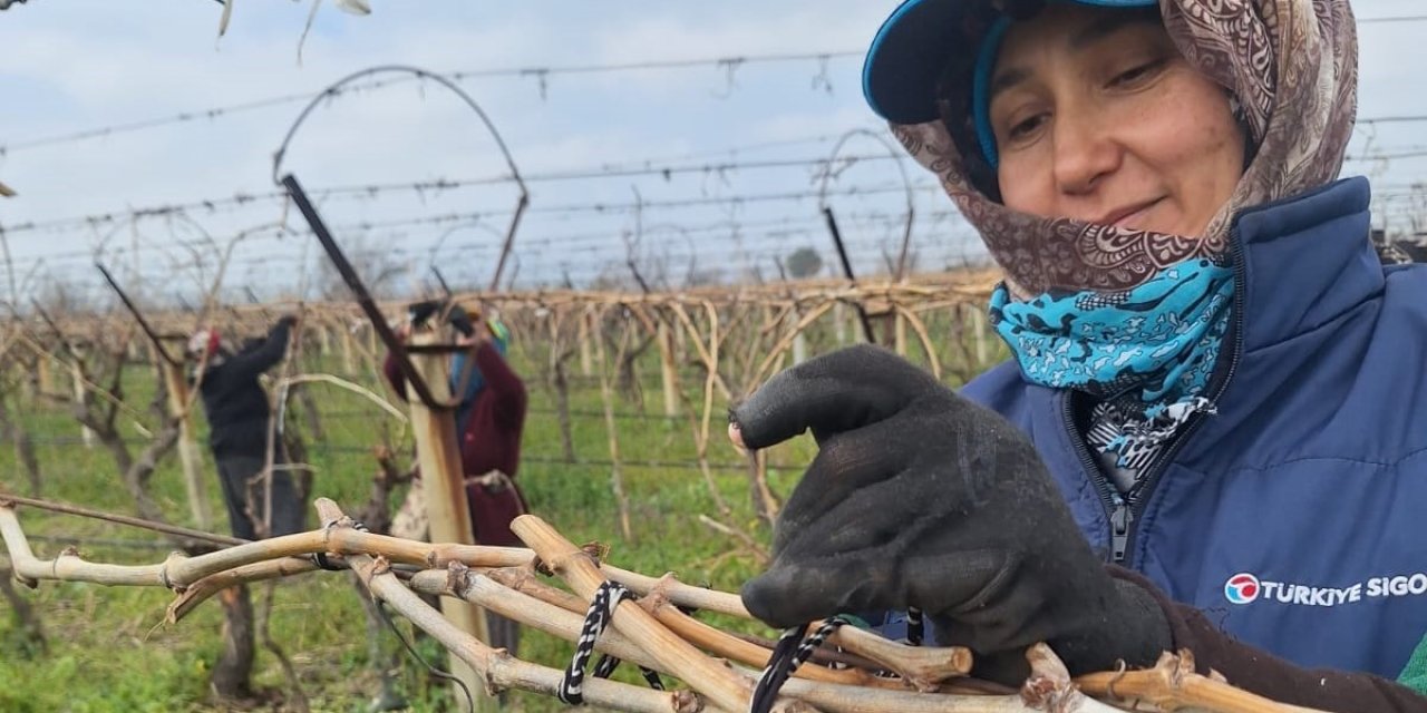Sarıgöl Ovası’ndaki bağlarda hummalı çalışma