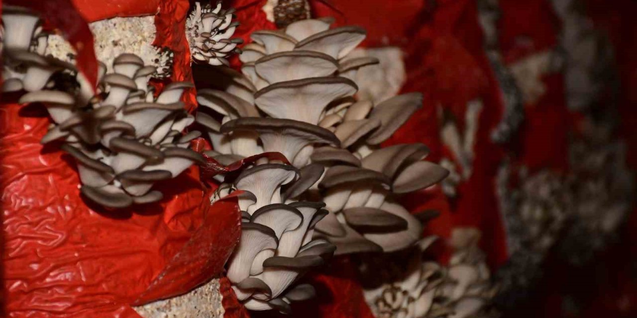 Sultanhisar’da mantar yetiştiriciliği kursu açılıyor