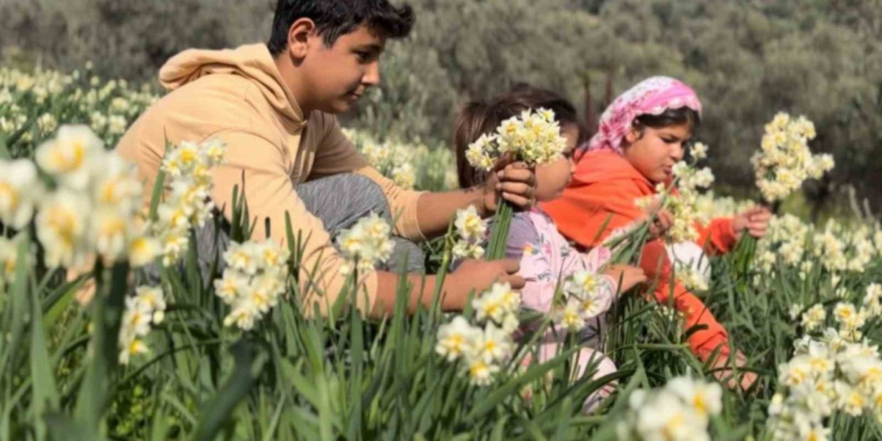 Mis kokulu nergis bilime de ilham kaynağı oluyor