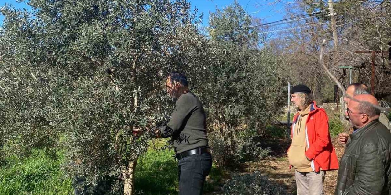 Menteşe’de zeytin ağaçları mercek altında