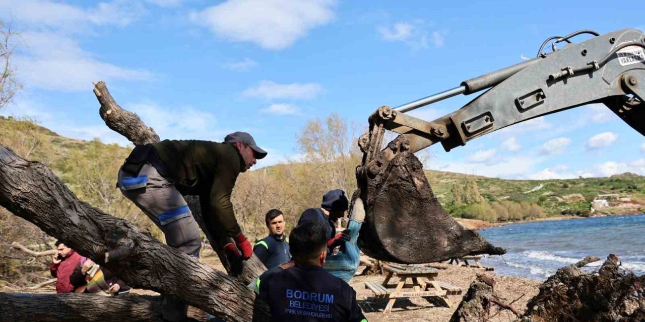 Fırtınada devrilen Ilgın ağaçları yeniden toprakla buluşuyor