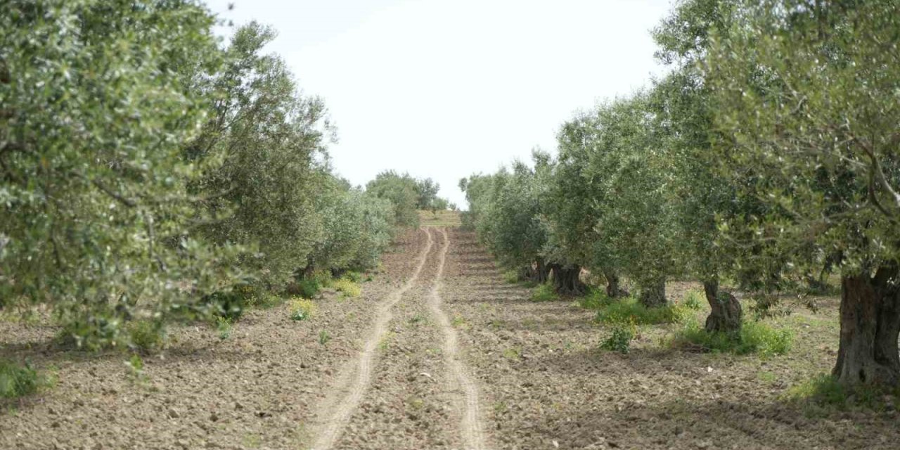 Saruhanlı’da halkalı leke alarmı
