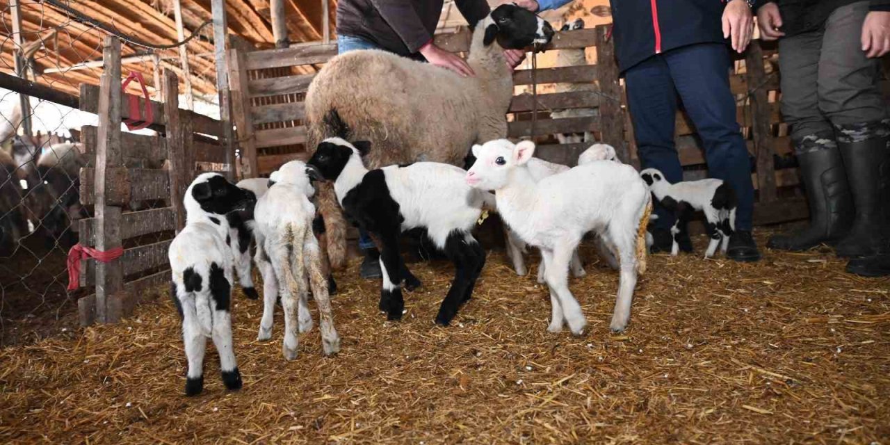 Tarım teşkilatı koyunu 9 doğuran besiciyi ziyaret etti