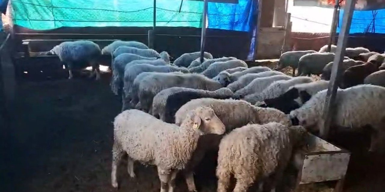 Hobi olarak 4 koyunla başlayan kardeşler 600 hayvan sayısına ulaştı