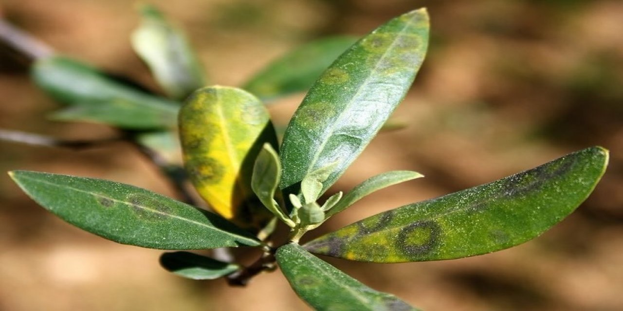 Zeytinde halkalı leke hastalığı ile mücadele çağrısı