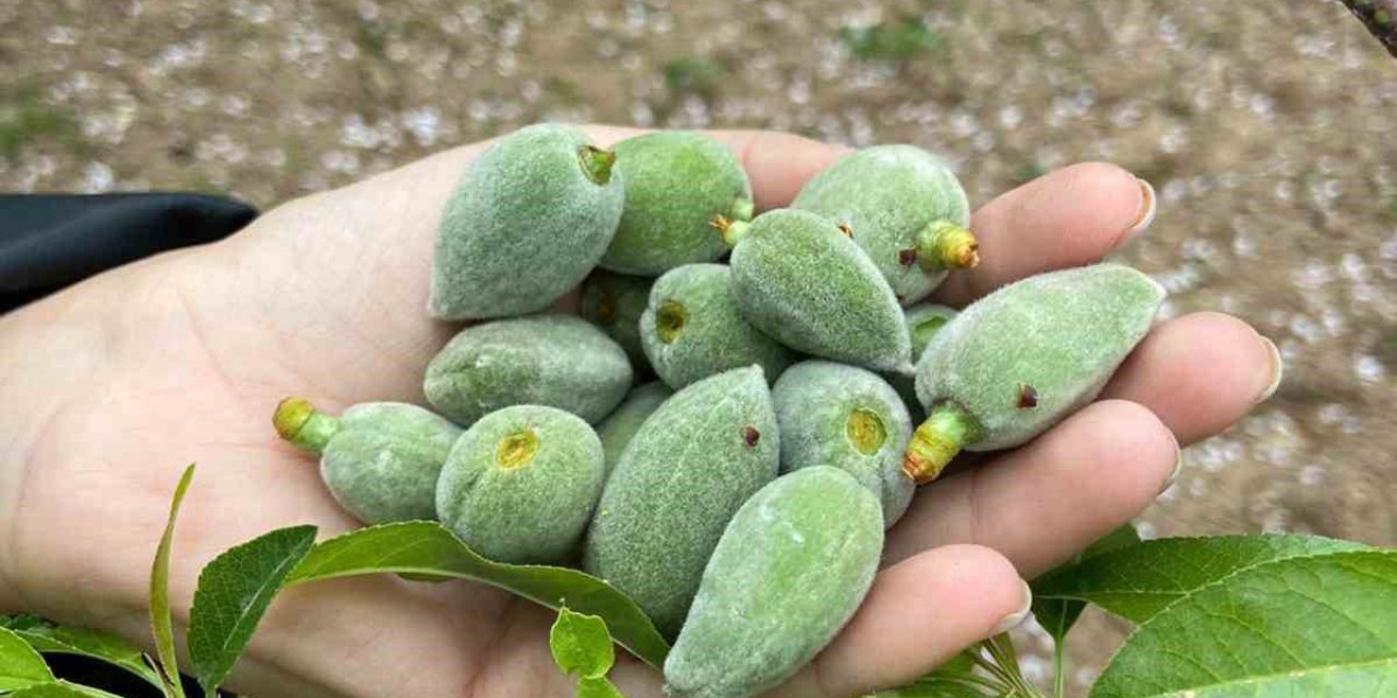 Datça’nın ünlü ‘çağla badem’i tezgaha inmeye hazır