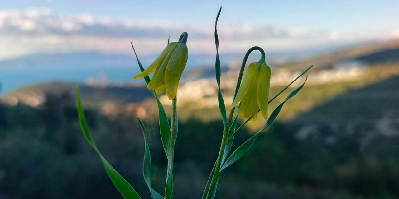 Ağlayan Gelinler çiçek açtı