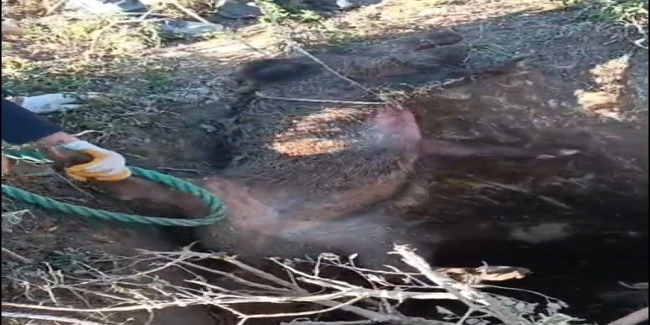 Düştüğü çukurda mahsur kalan yaban domuzunu vatandaşlar kurtardı