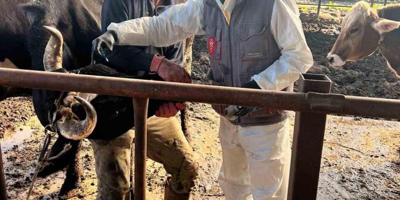 Efeler’de 15 bin hayvan aşılandı