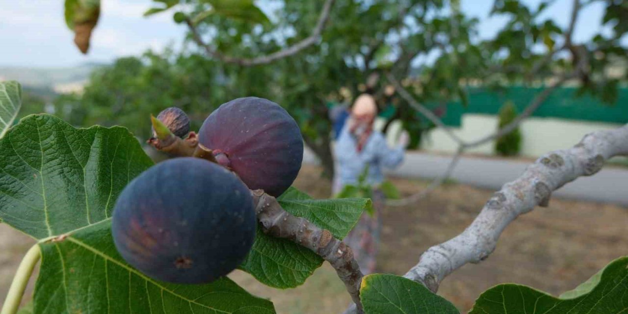 Bozdoğan’da bir yılda 2 bin incir fidanı toprakla buluştu