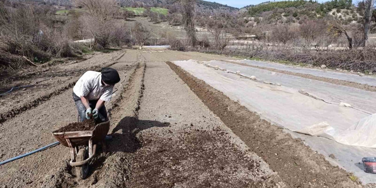 Selendi’de tütün üreticisinin zorlu mesaisi başladı