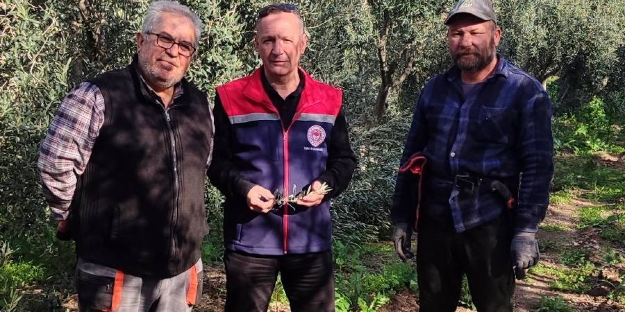 Aydın’da zeytin bahçeleri kontrol edildi