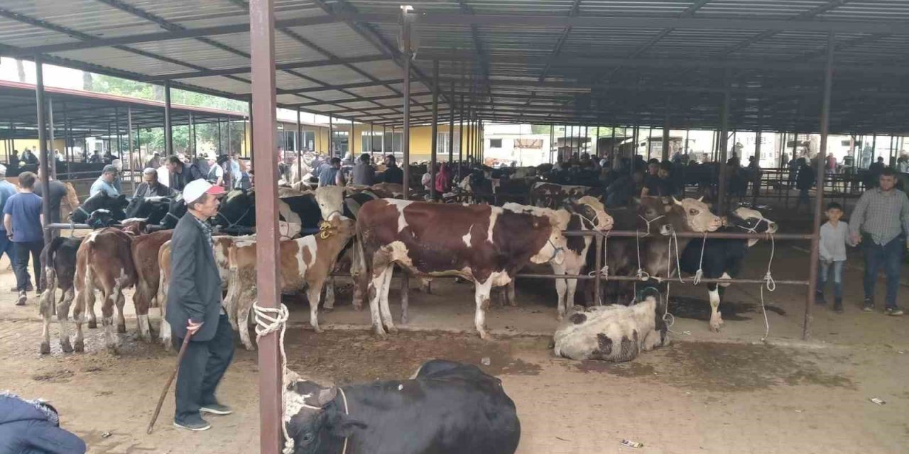 Aydın’da hayvan pazarlarında yeni dönem: "Kurallar ve saatler belirlendi"