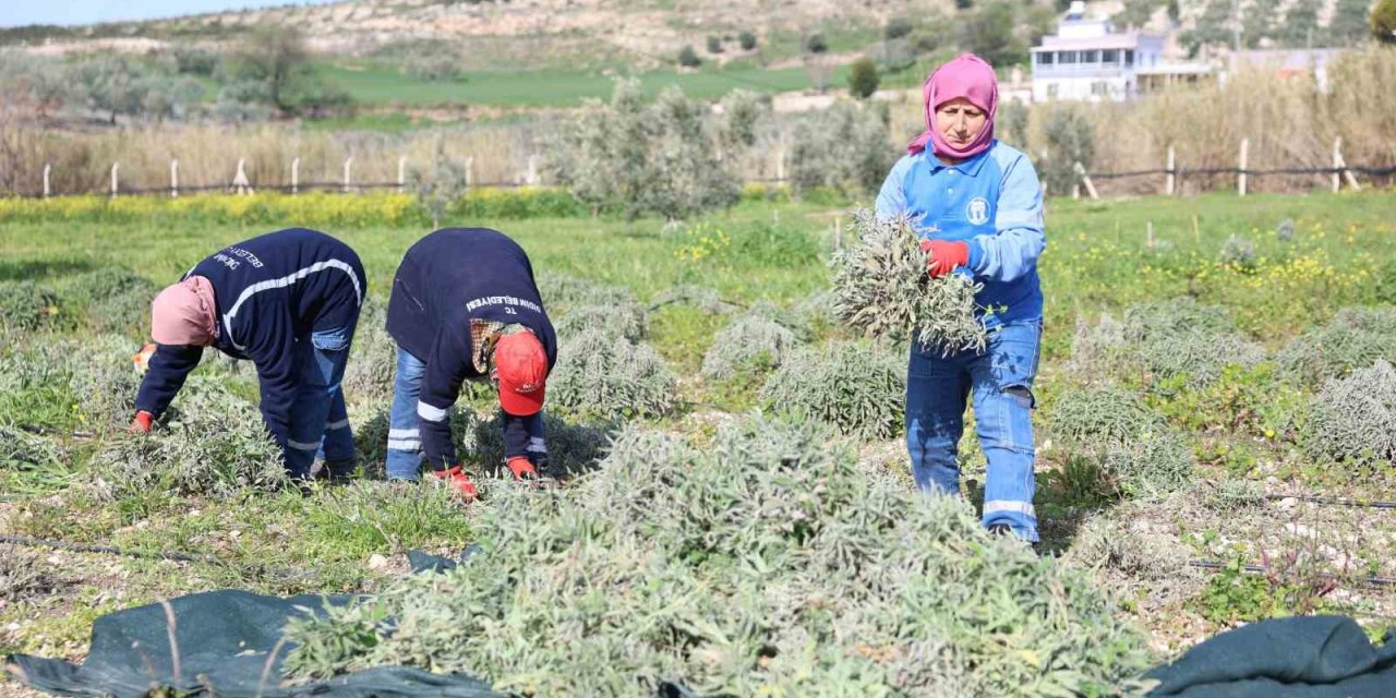 Didim’de ada çayı hasadı yapıldı
