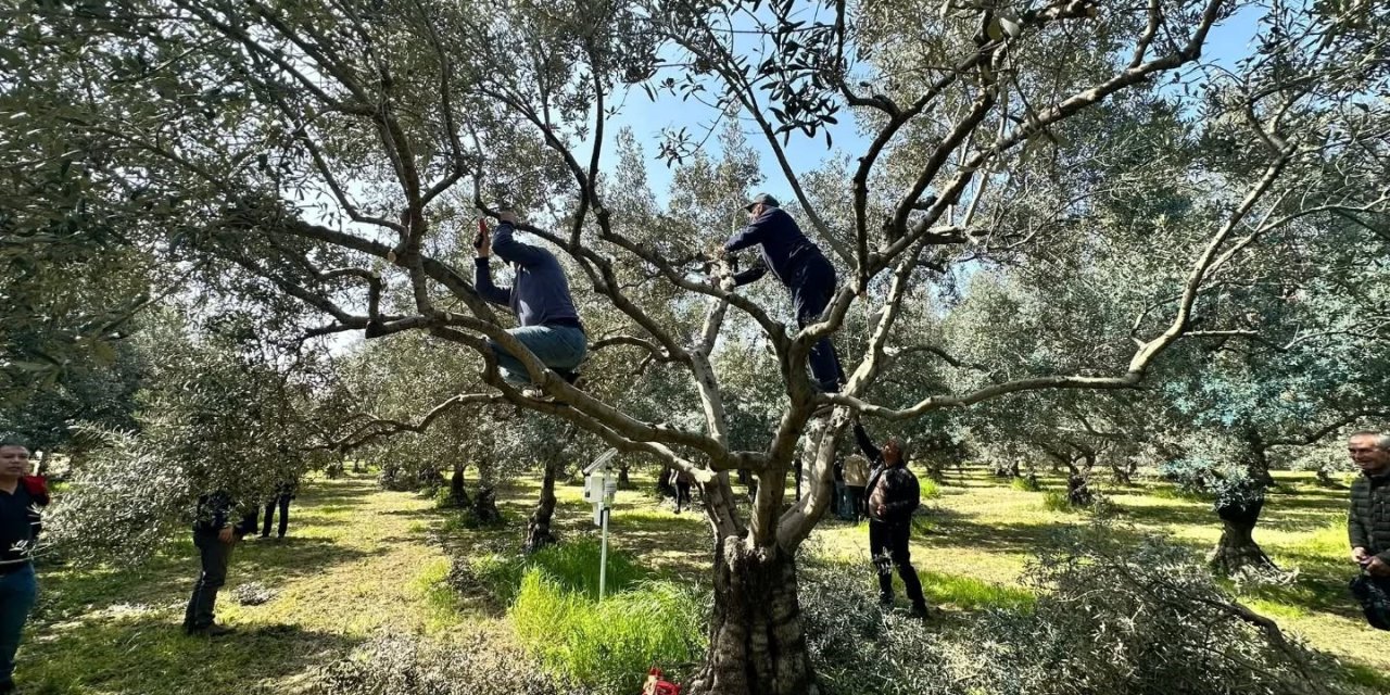 Koçarlılı üreticilere uygulamalı budama eğitimi