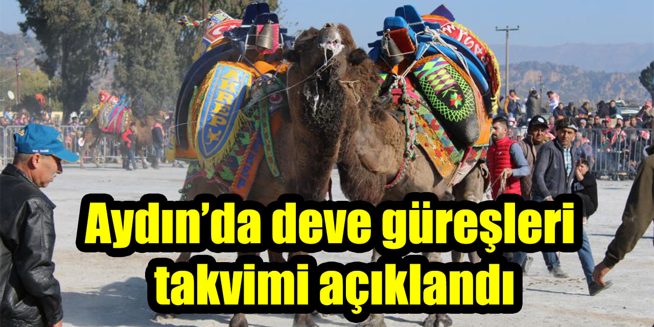 Aydın’da deve güreşleri takvimi açıklandı