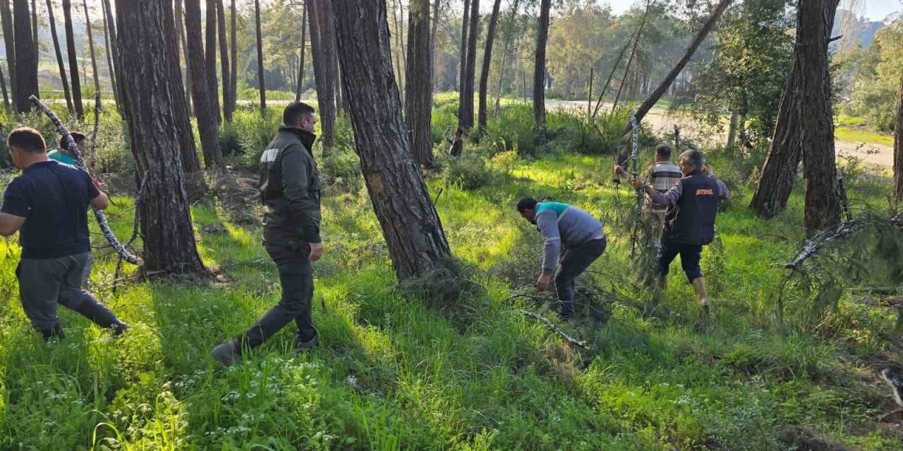 Kesilen basralı dallar arıcılar için ormana bırakıldı