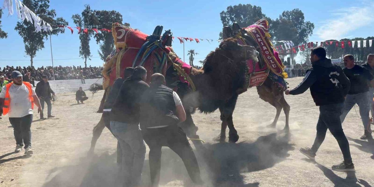 Şap karantinası kalktı, deve güreşleri İncirliova’da başladı