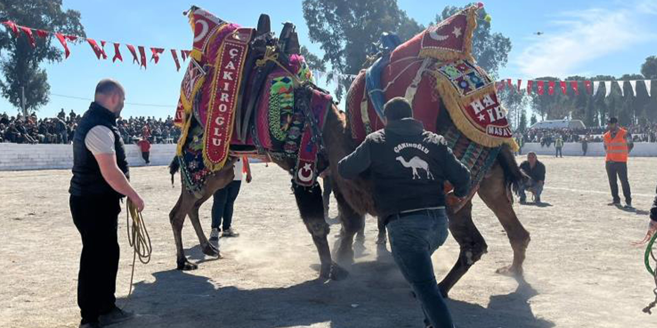 İncirliova’da sezonun ilk deve güreşi festivali yoğun ilgi gördü